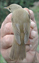 אַ טײַך־ראָרזינגער (reed warbler)